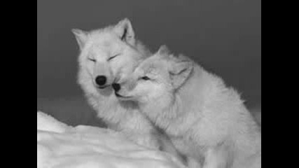 Wolf Life 