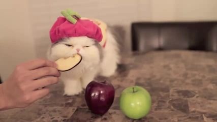 Коте яде ябълка
