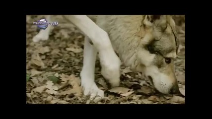 Глория - Безсъние Insomnia инструментал