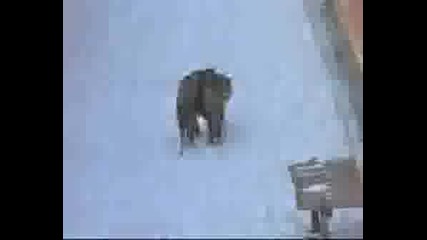 Siberian Tigers - Deadly Flying Attacks.avi