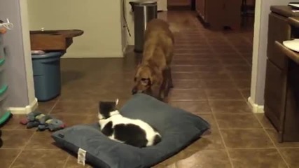 Махай се от леглото ми, т*па котко!