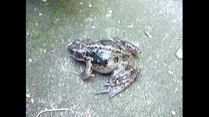 Screaming frog 