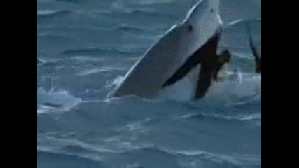 Акули ловят албатроси - Потресаващи кадри