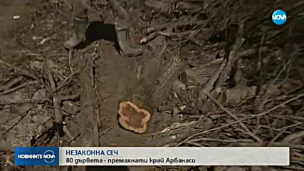 Незаконна сеч на 80 дървета край Арбанаси