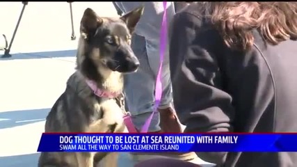 Куче, изгубено в океана преди повече месец, доплувало само до военна база