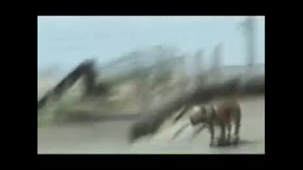 Смешни клипчета със смешни животни
