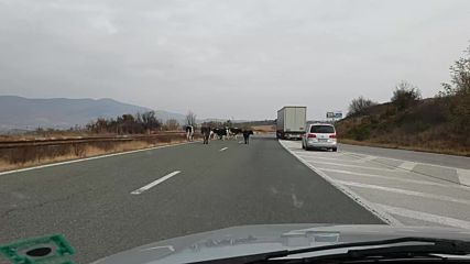 Крави на магистралата
