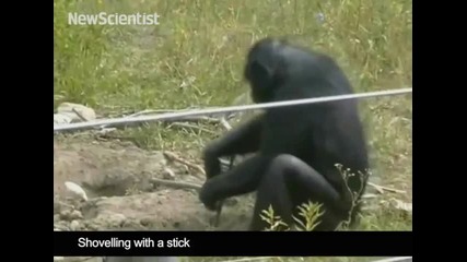Маймуни демонстрат пещерен човек