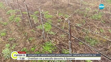 Лозари изкореняват насажденията си и са пред фалит