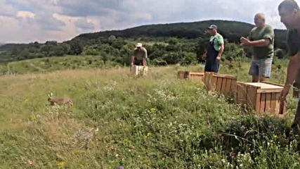 Разселват диви зайци в Североизточна България