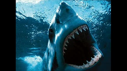 Едни от най - големите и страшни бели акули