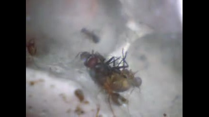 Formica Rufibarbis vs. fly
