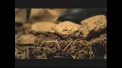 Rammstein