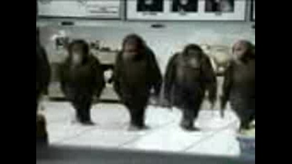 Маймуни Играят Ирландски Танци