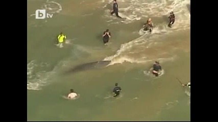 Морето изхвърли кит бебе на плажа в Австралия