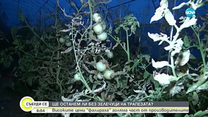 Зеленчукопроизводителите у нас са пред фалит