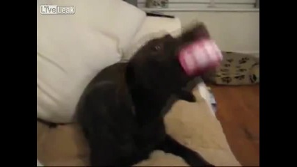 Супер музикално куче-смях!