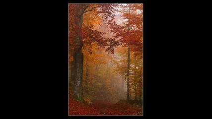 Forest Of Shadows - November Dream