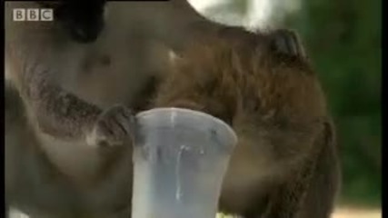 Смях - маймуни алкохолици ! 