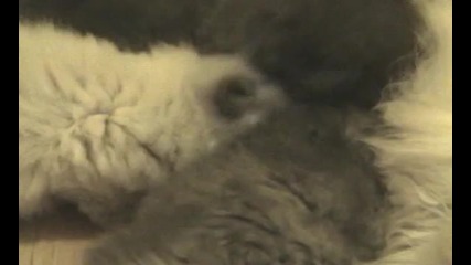 Kittens at Lunch 