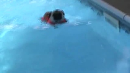 Мопс в басейн