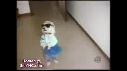 Dog Compilation