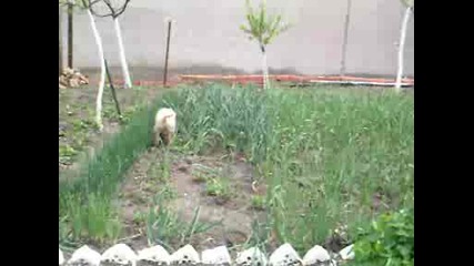 Моето куче golden retriever на село дебни котката