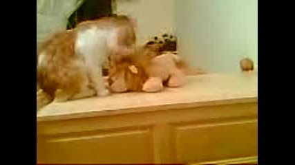 Коооооооооте