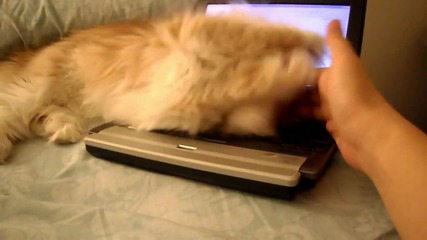Сладкото коте не позволява да пипат лаптопа му
