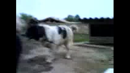 Rikituuu