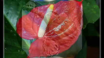 Музыка Дождя - Музиката На Дъжда