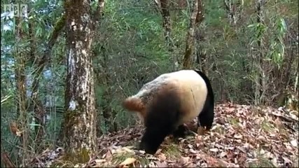 Never Before Seen - Panda Bear Handstand - Bears - Bbc Earth 