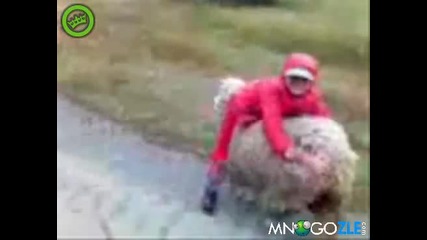 Смях!! Надбягване с овце
