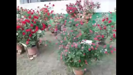 Rose Corner at the Kolkata Flower Show