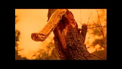 Venetian Snares - Colorless 