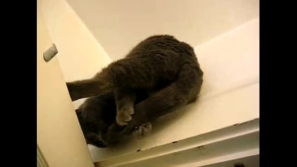 Луда Котешка Акробатика!