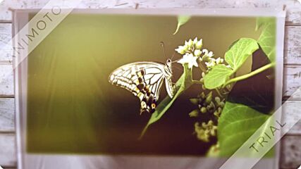 The Birds And The Bees / Jewel Akens