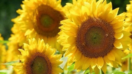 Sunflowers 