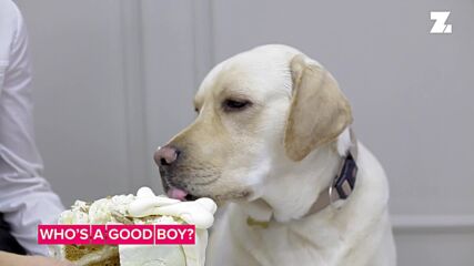 My Dog is My Valentine: Make your pup a carrot cake