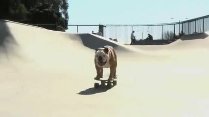 Кучета обичащи екстремните спортове