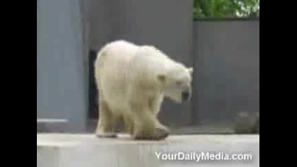 Мечо си танцува