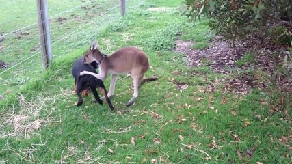Куче и кенгуру демонстрират любовта си един към друг!