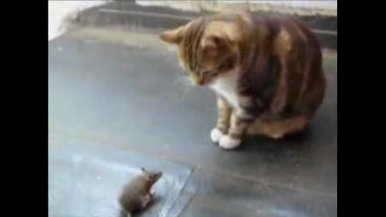 Tom & Jerry