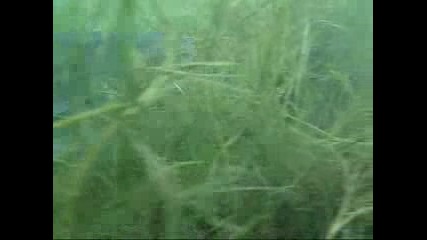 Сом Във Водата