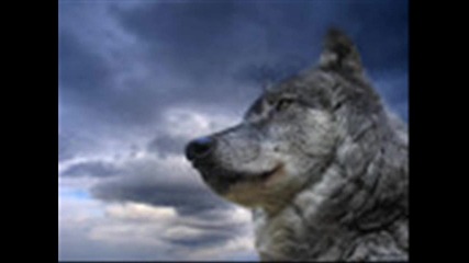 wolf
