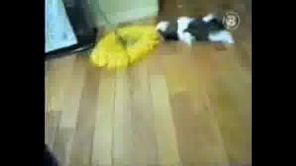 Смешни Кучета Who Let The Dogs Out ?