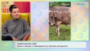 Крава в Австрия е наблюдавана да използва инструменти | На кафе | 21 януари 2026