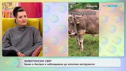 Крава в Австрия е наблюдавана да използва инструменти | На кафе | 21 януари 2026