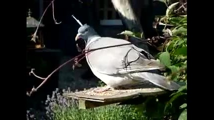Pigeon avec un clou 
