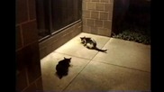 Лисица се опитва да отмъкне храната на котка - Смях!